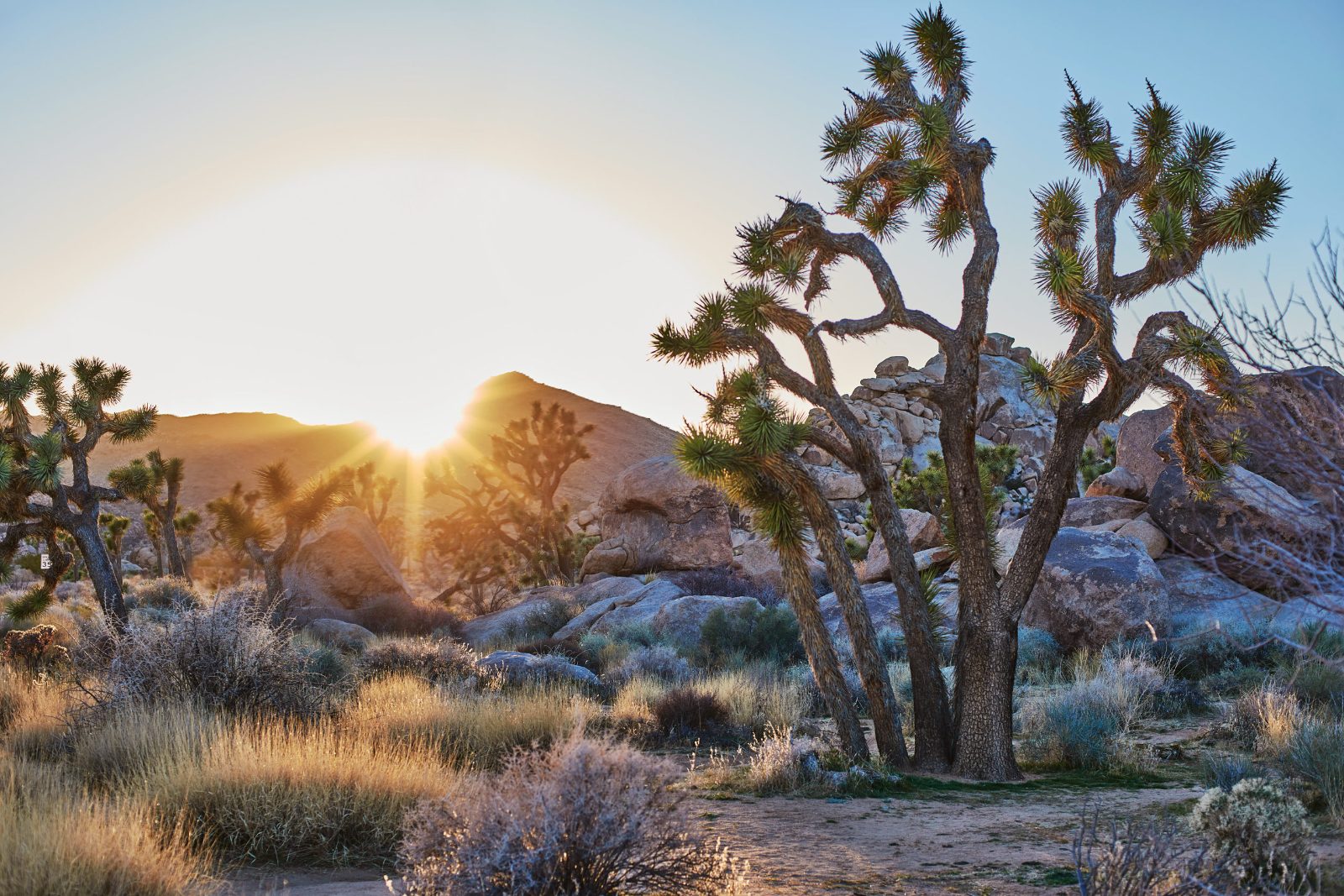 Joshua trees at sunrise
